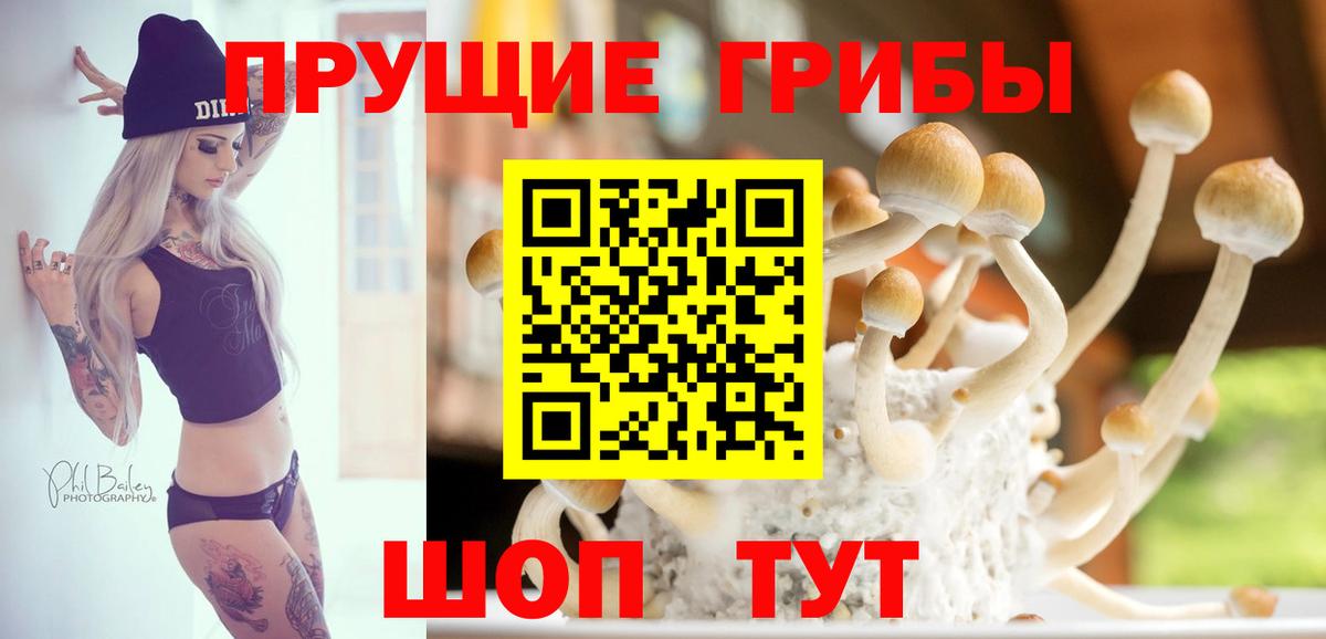 Псилоцибиновые грибы Psilocybine cubensis Курганинск